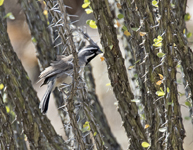 Black throated Sparrow 4950
